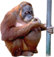 Orangutan (11).png
