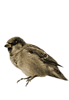 Sparrow free transparent images