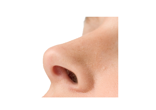Nose PNG