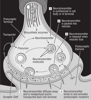 58294main_The.Brain.in.Space-32-science-diagram-of-synapse.png
