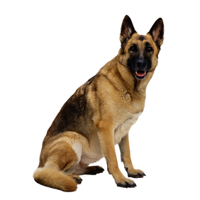 Free png dog images.