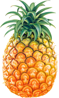 Pineapple PNG