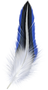 Free png feather images.