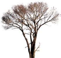 Tree PNG images