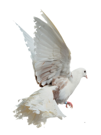Bird PNGs