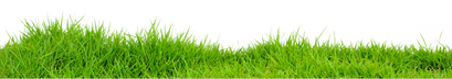Grass, free PNGs