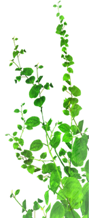 Vines (15).png