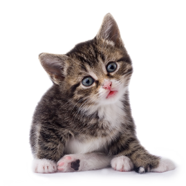 Free cat png images.