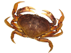 Crab PNGs