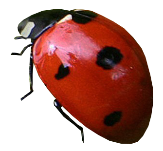 Ladybug, free PNGs