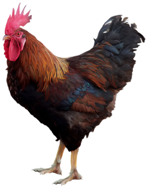 Rooster Png Images Rooster Png Images
