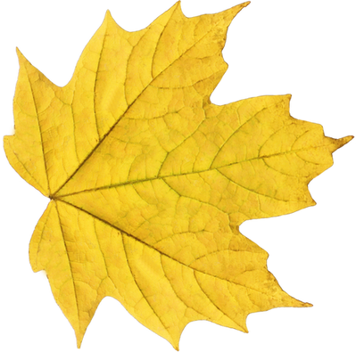 Autumn leaf, free PNGs
