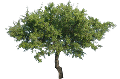 Tree PNG images