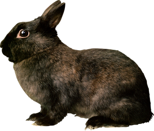 Free rabbit png images.