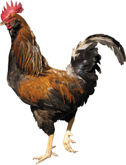 Cock PNGs
