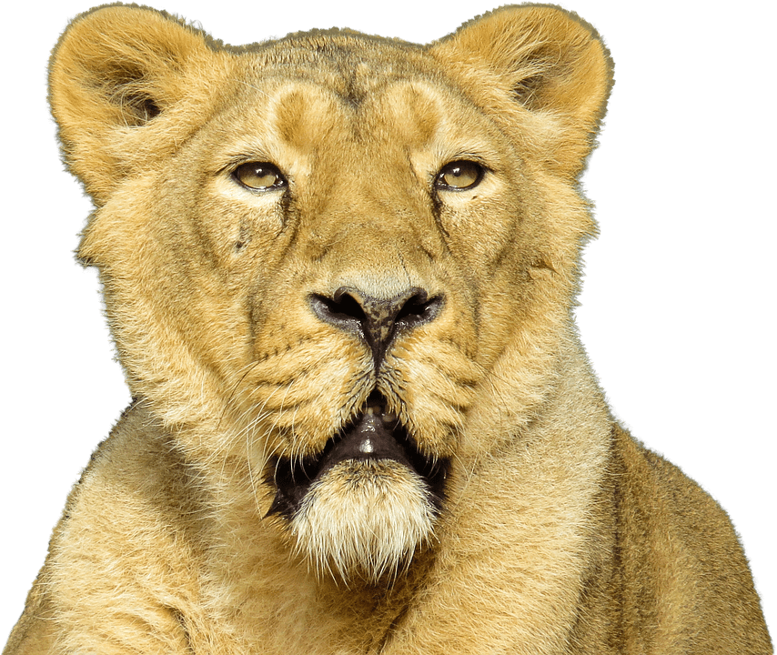 PNG images: Lion | Lion