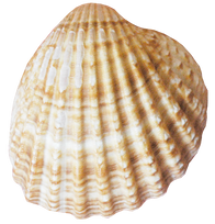 Shell, free PNGs