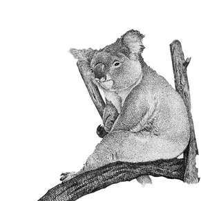 PNG images: Koala