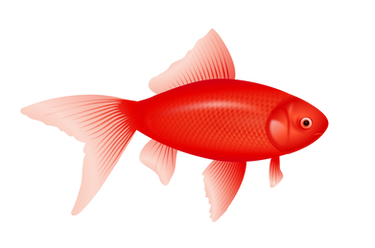 Fish Png Images
