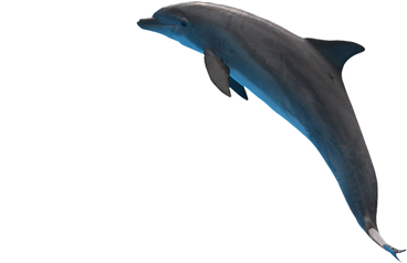 Dolphin PNG images