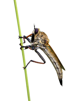 fly-3216584_960_720.png