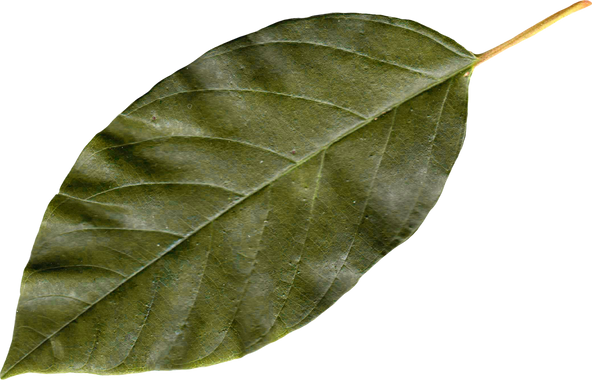Autumn leaf, free PNGs