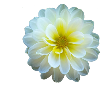 Dahlia (19).png