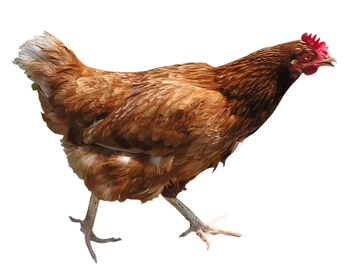 Free chicken png images.