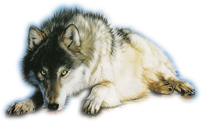 PNG images: Wolf