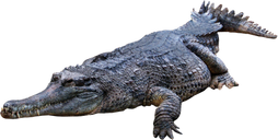 Free crocodile png images.