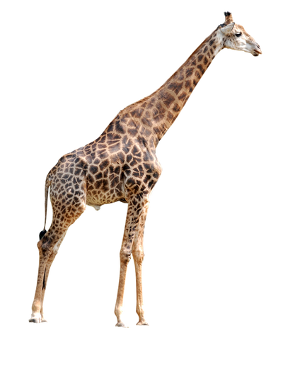 PNG images: Giraffe