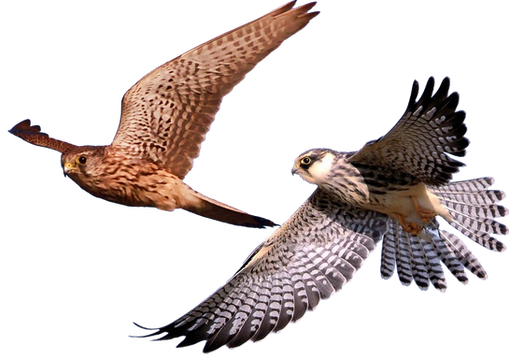 Falcon PNG images