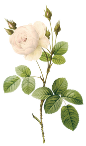 White rose, free pngs