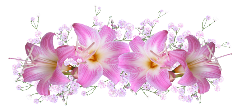 belladonna-lilies-3186695_960_720.png
