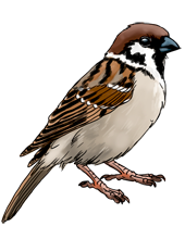 Sparrow free transparent images