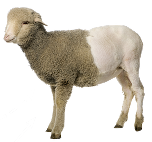 Free sheep png images.