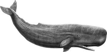 Whale free transparent cutouts