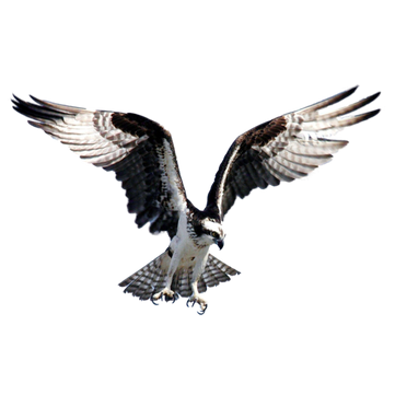 PNG images: Eagle