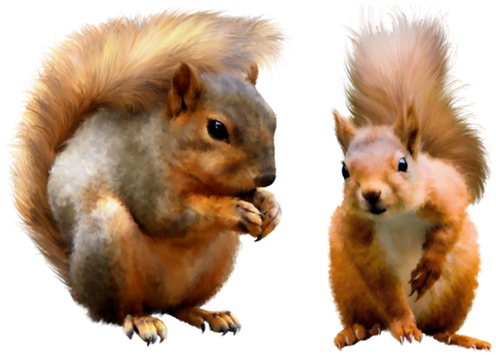Free squirrel png images.