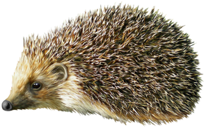 Hedgehog PNGs