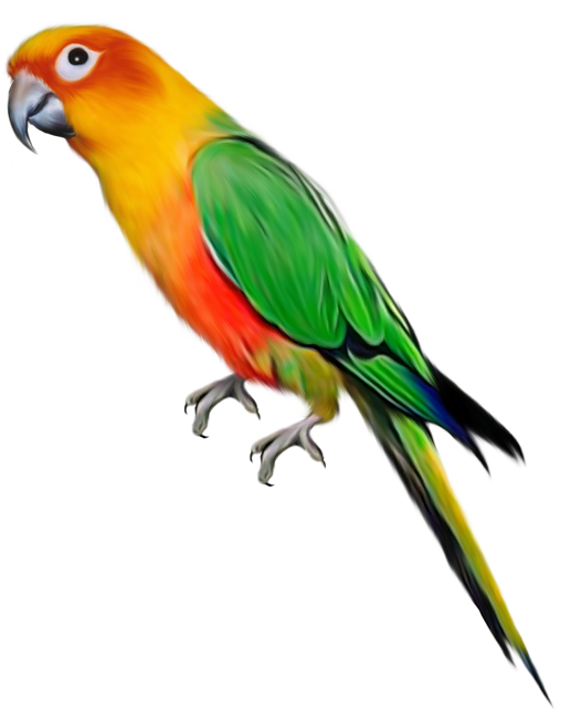 Free parrot png images.