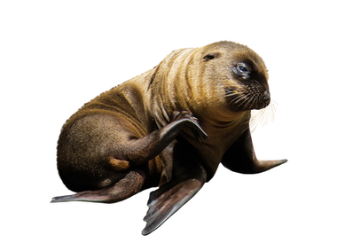 PNG images: seal, sealion