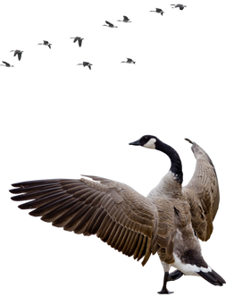 Goose PNGs