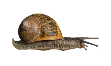 Free snail png images.