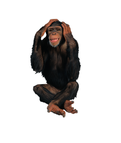 PNG images: Monkey