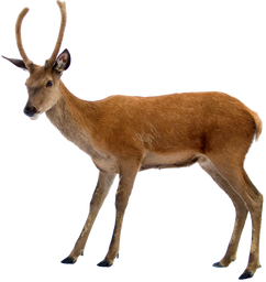 Free png deer images.