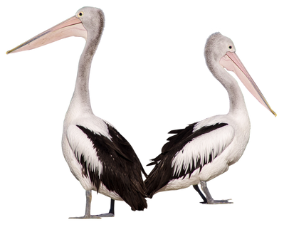 PNG images: Animals