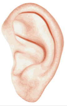 Ear transparent images