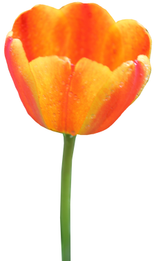 Tulip, free pngs