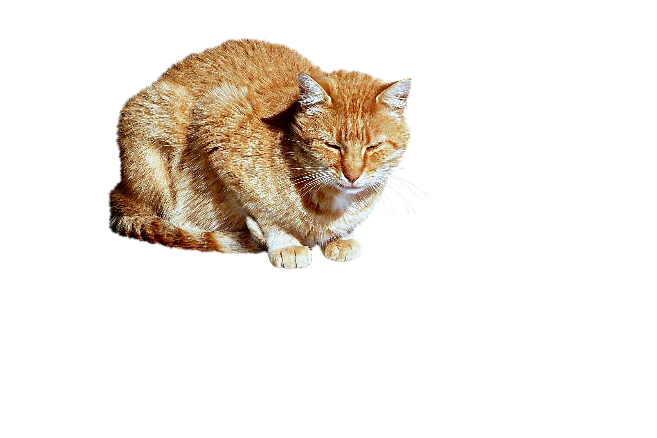 PNG images | Premium Collection